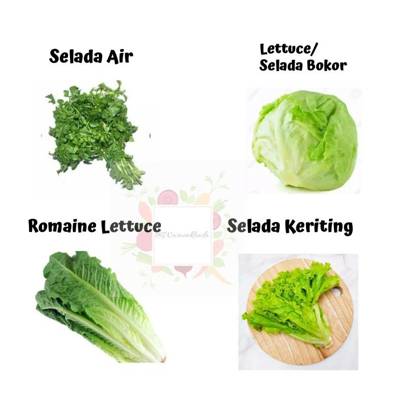 Jual Selada Air Selada Keriting Lettuce Selada Bokor Romaine Lettuce Shopee Indonesia