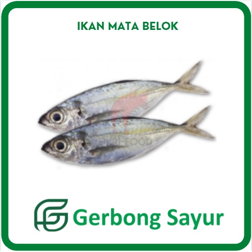 

Ikan Kembung Mata Belo Segar - 1 Kg