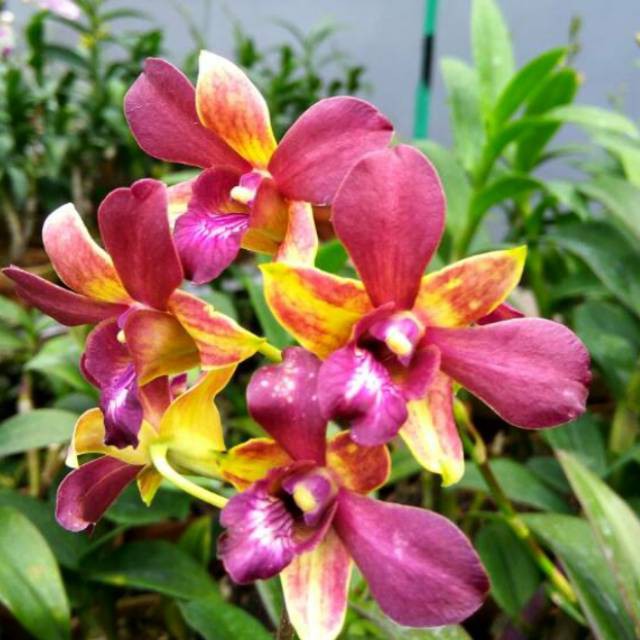 DendroBium Lipstik Dewasa / Spike