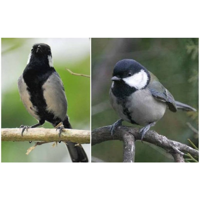 Jual burung gelatik batu jantan Harga Terbaik & Termurah Januari 2023 | Shopee Indonesia