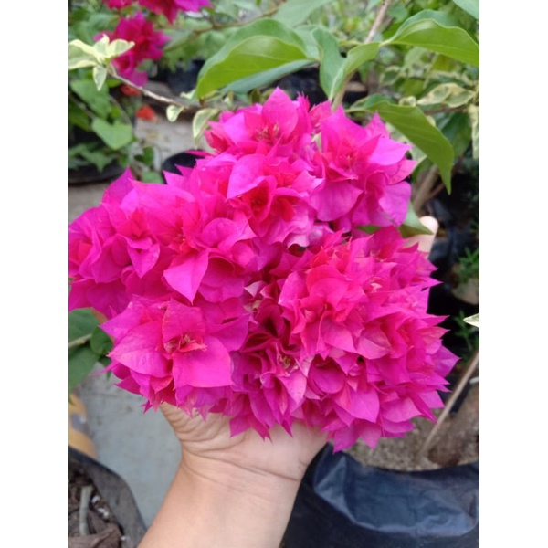 bougenville hawai fanta