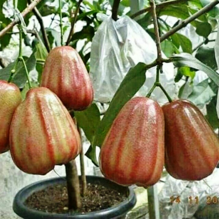 Bibit Tanaman Buah JAMBU AIR DALHARI Premium