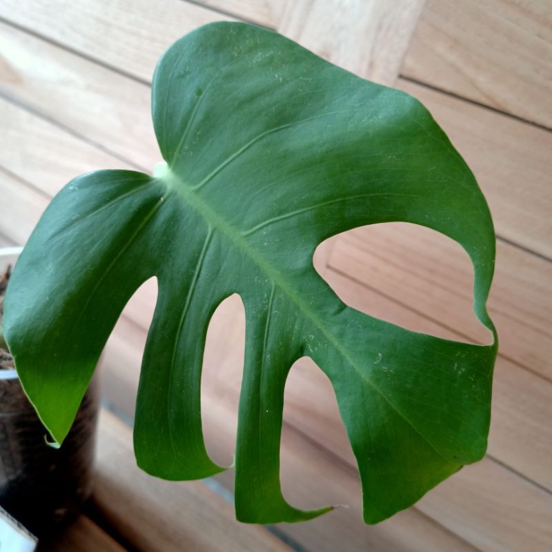 Monstera Siap Pajang