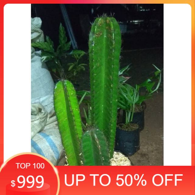 Paket Kaktus Koboi Isi 3 - Kaktus Koboi