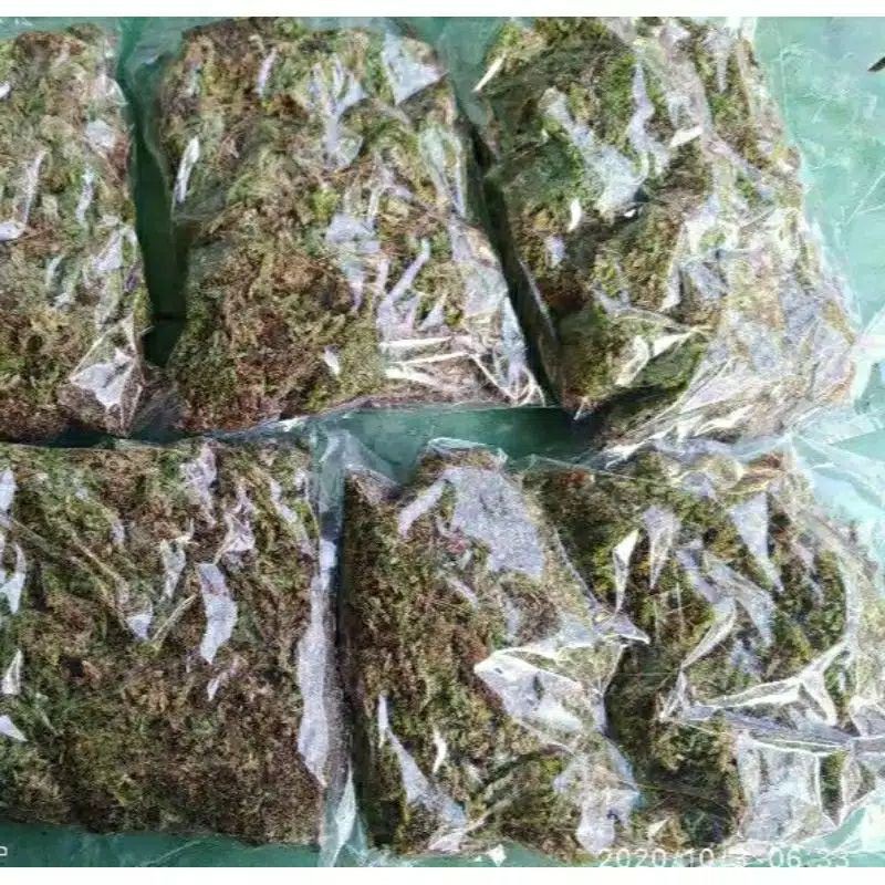 SPAGHNUM MOS/LUMUT HUTAN/MEDIA TANAM ANGGREK/100GRAM