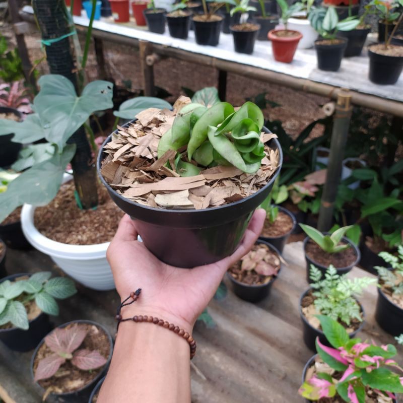 Jual Tanaman hias Hoya compacta Curly - gantung - Hoya compacta