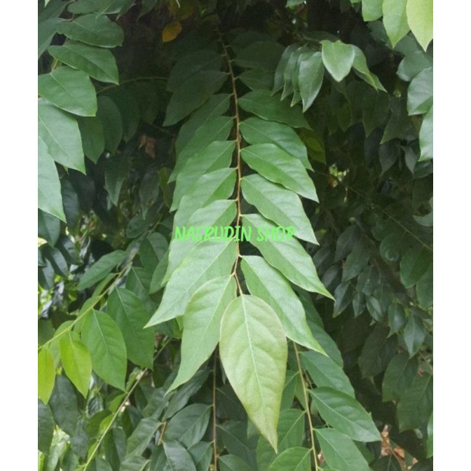 

[Fresh] DAUN CEREMAI DAUN CREMAI SEGAR LANGSUNG PETIK / JUAL DAUN buah ceremai