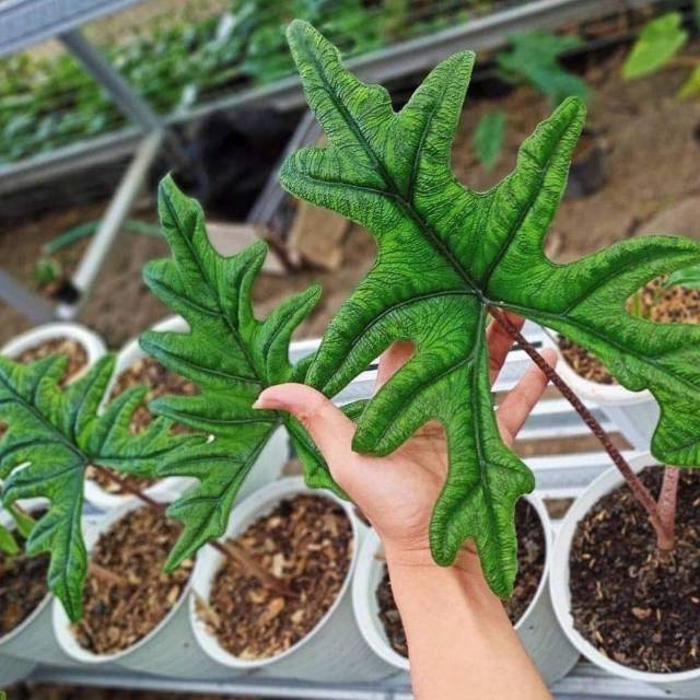 Bonggol alocasia jacklyn/sp sulawesi.