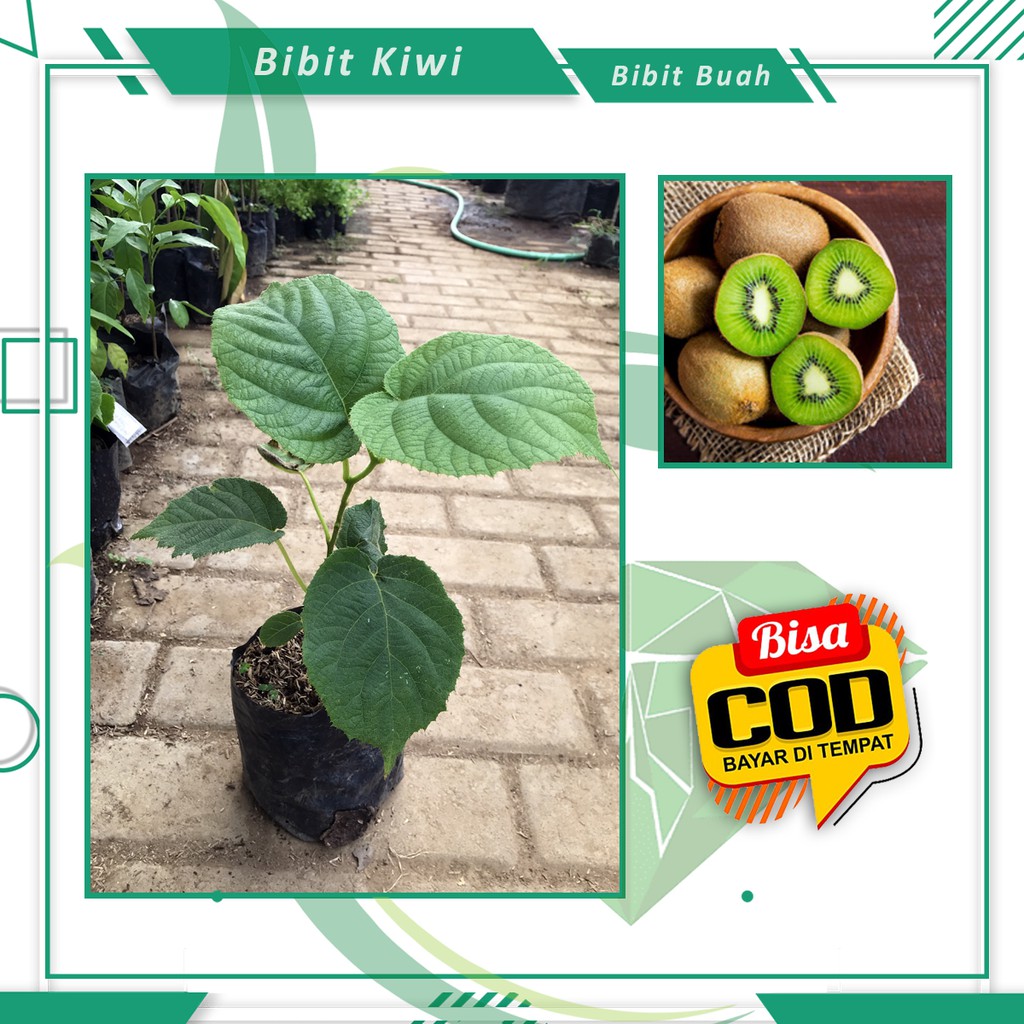 Bibit Buah Kiwi Tanaman Kiwi Unggul Berkualitas [ SIAP KIRIM ]