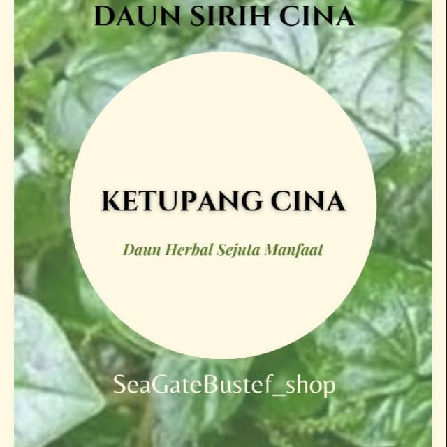 

Daun Sirih / Suruh Cina / Ketumpang Air Segar dan Fresh bermanfaat untuk kesehatan / Ramuan Herbal