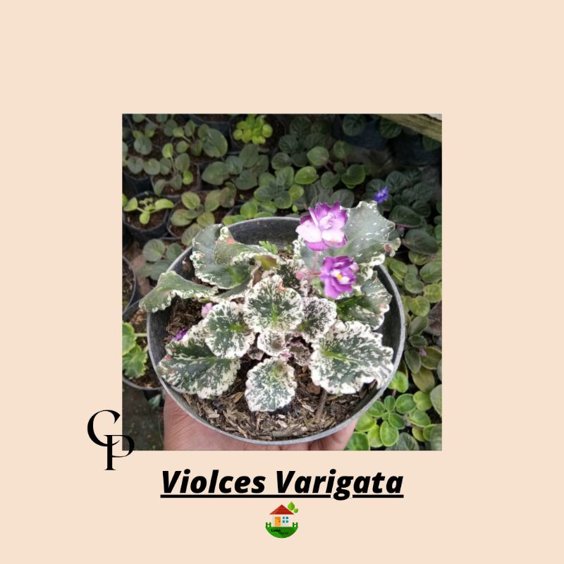 Tanaman hias bunga violces-varigata