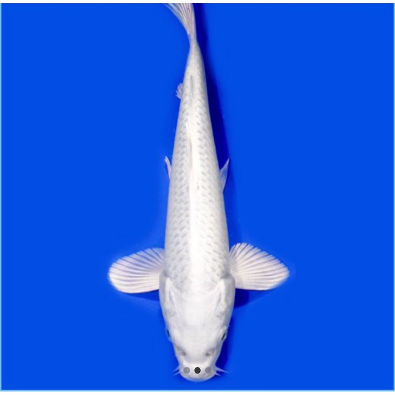 Ikan Koi Platinum Blitar 26-30cm (Pilih Acak)