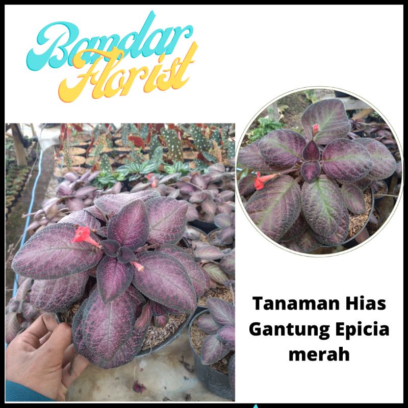 Tanaman Hias Epicia Merah -Tanaman gantung -Tanaman epicia Gantung