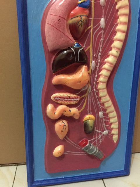 Alat Peraga Pendidikan / Alat Peraga Sekolah Model System Syaraf / Torso