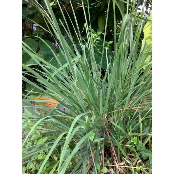 

Seikat Daun Sereh