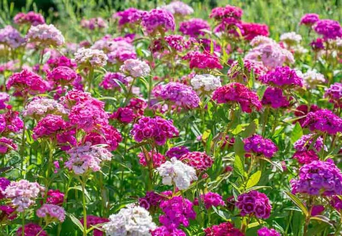 Haira Seed Bibit-Biji Bunga Sweet William Dianthus