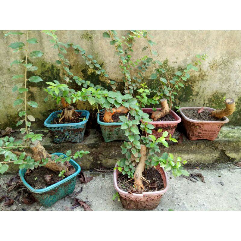 Bahan Bonsai Sisir Kaliage Hidup Siap Kawat