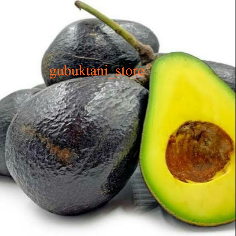 Bibit Alpukat Malama Super Cepat Berbuah Lebat