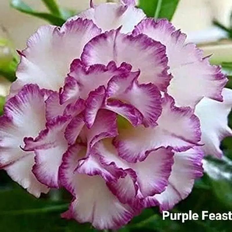 

adenium purple Feast tumpuk (bibit)