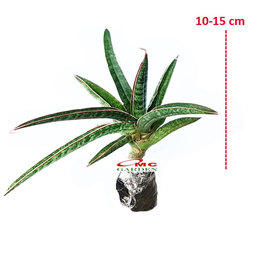 Bonsai Lidah Mertua Tanduk Sansevieria Ballyi Sansivera Patens Paten Ed Eby Jumbo 001