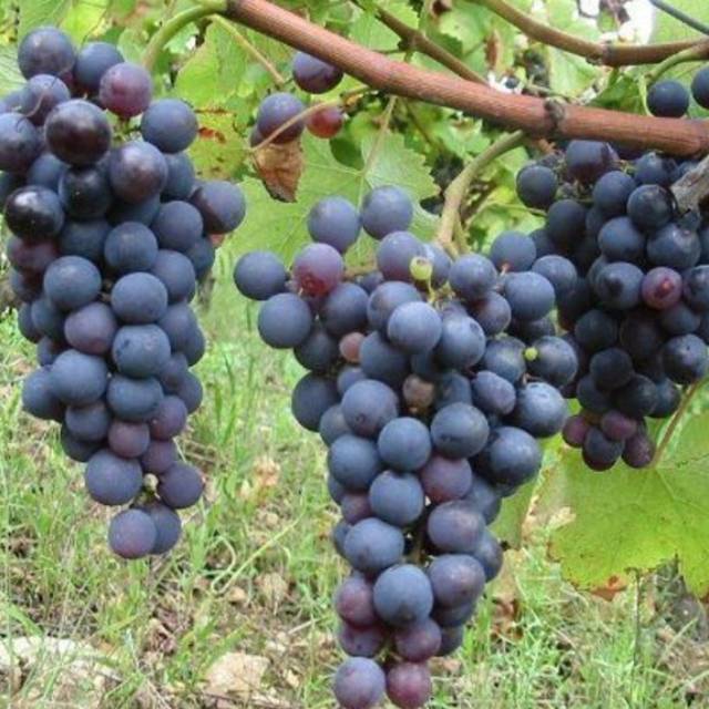 Tanaman Anggur Caroline Black Tartarian