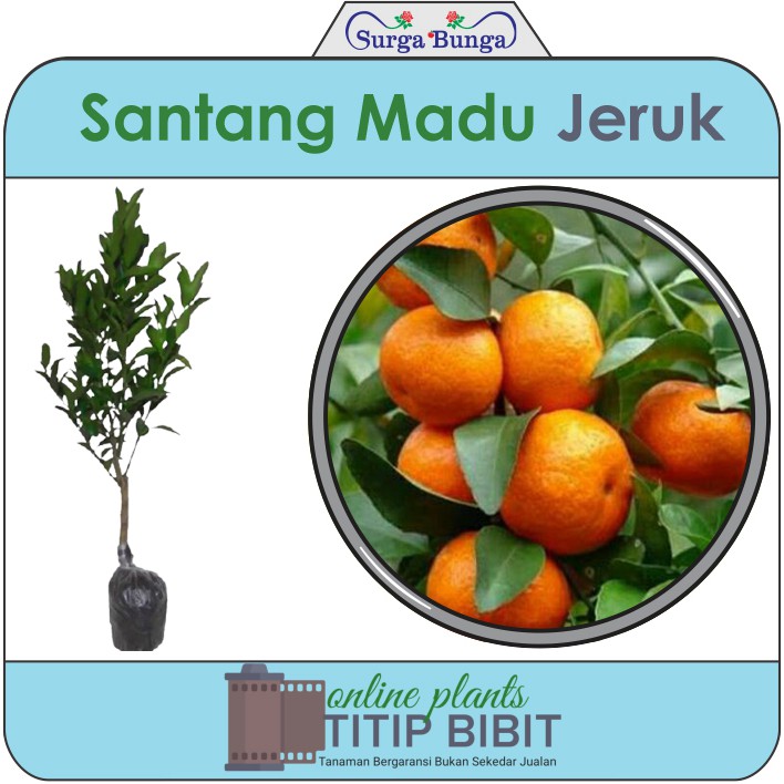 jeruk Santang madu bibit tanaman buah tambulampot