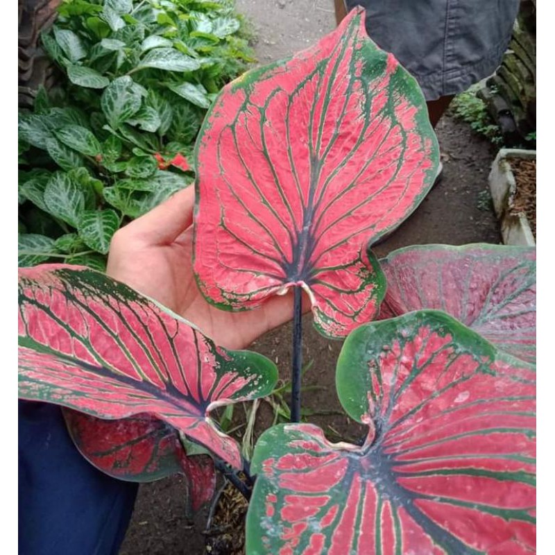 

Bibit Caladium Ganesa Wilis