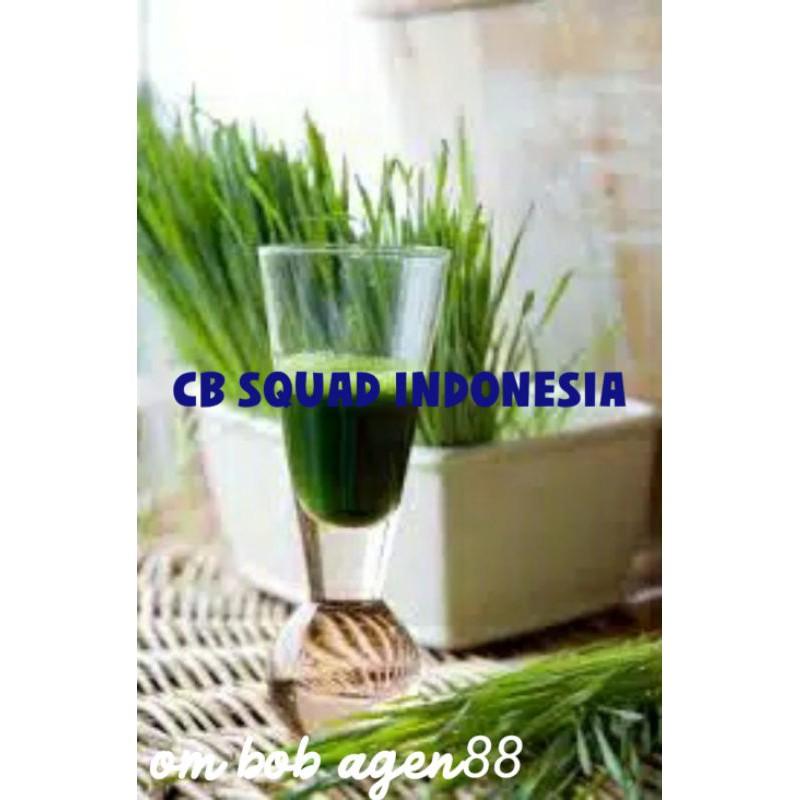 Benih Wheatgrass termurah
