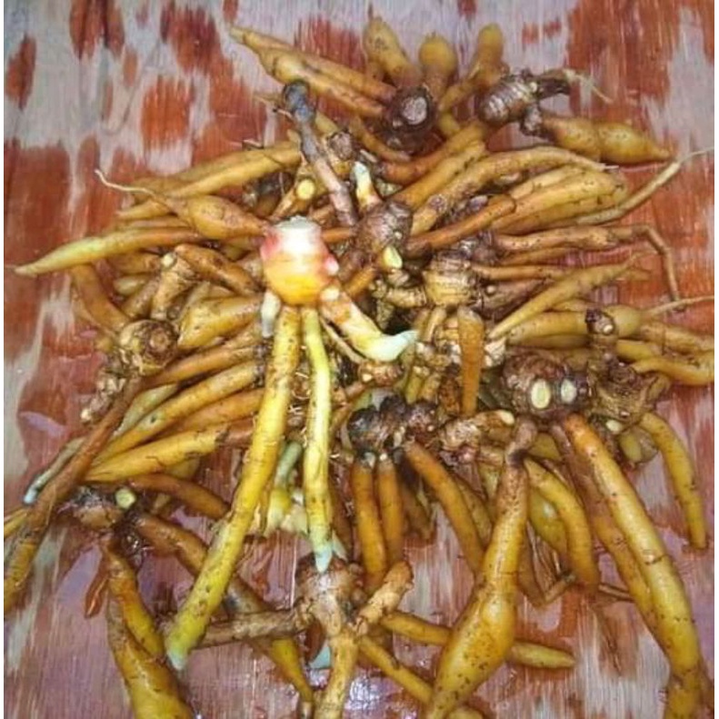 

Paket 200gram temu kunci segar fres