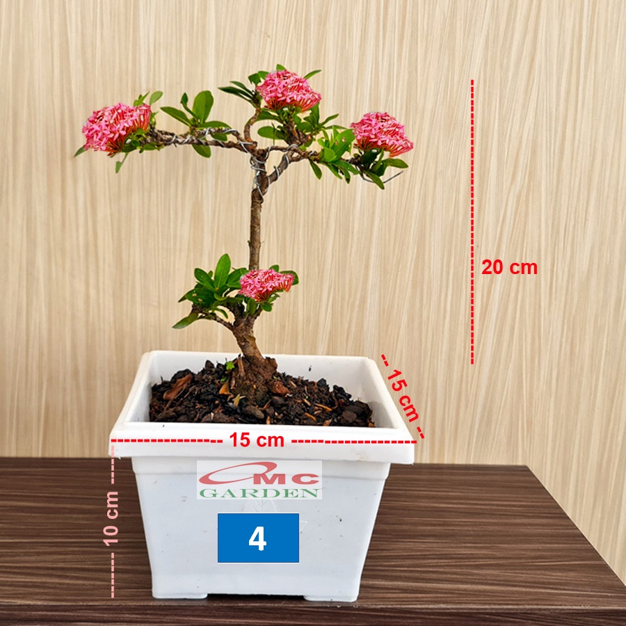 Tanaman Hias Bonsai Bonsae Mame Soka Mini Asoka Jepang Ixora Pink Jambon B-SMP-007