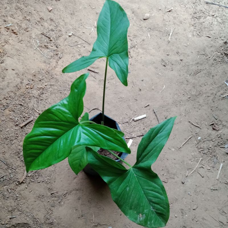 Singonium hijau/tanaman hias singonium