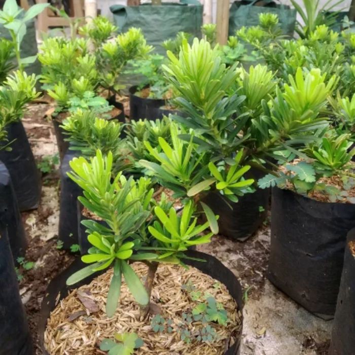 tanaman lohansung cincuan bahan bonsai , pohon lohansung cincuan