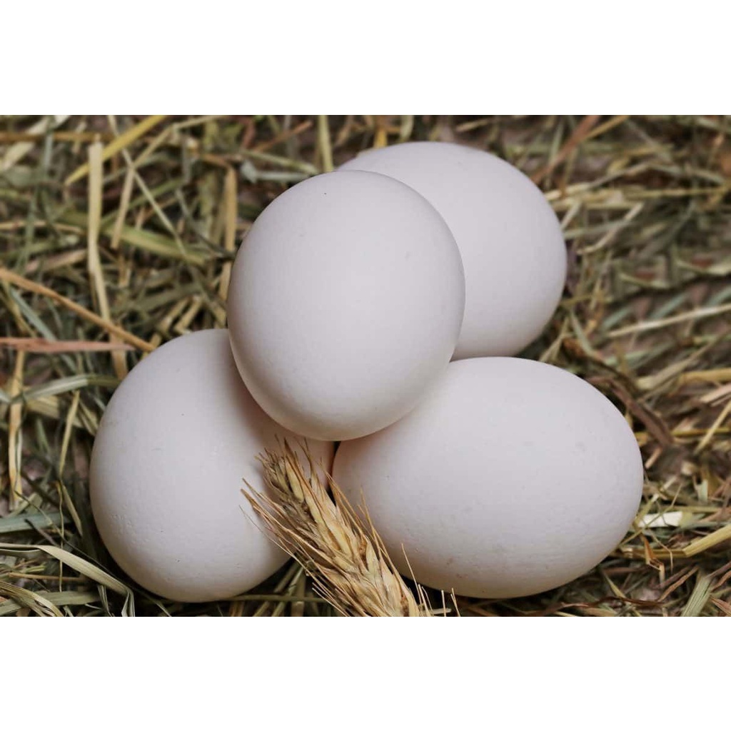 Telur Ayam Kampung (Harga Per-Butir) - Telor Ayam Kampung