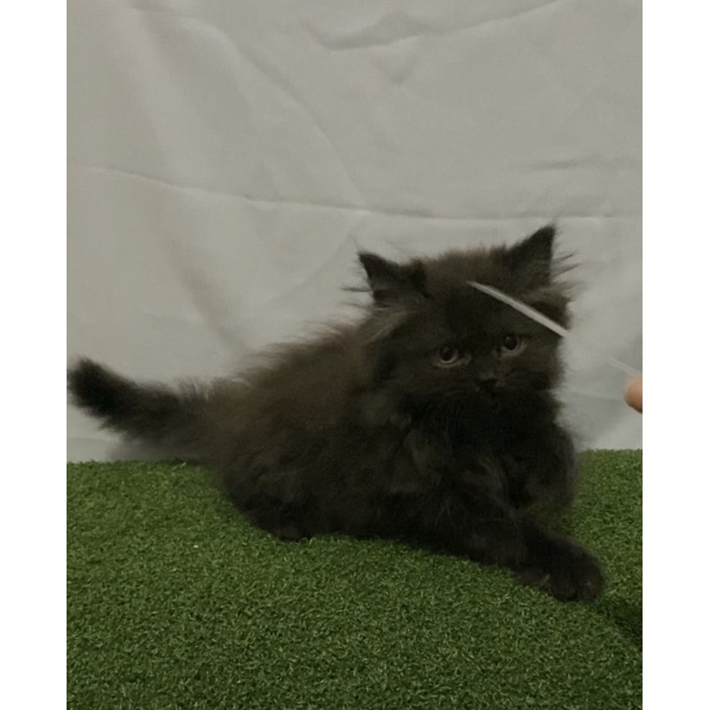 KUCING KITTEN NORWEGIAN BLACK SOLID