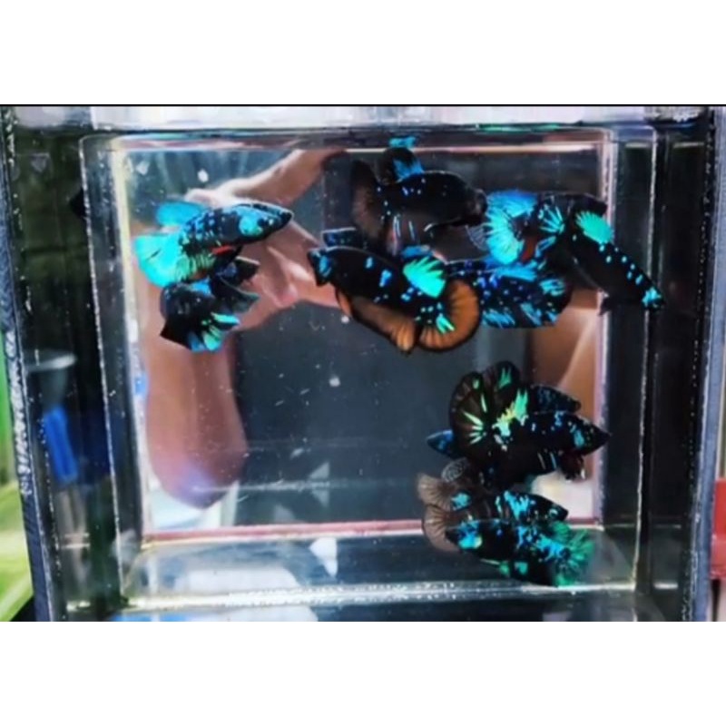 PAKET USAHA PEMULA 10 EKOR IKAN CUPANG HIAS AVATAR GORDON RINTIK SUPER TOP GRADE PROMO CORONA CUAN