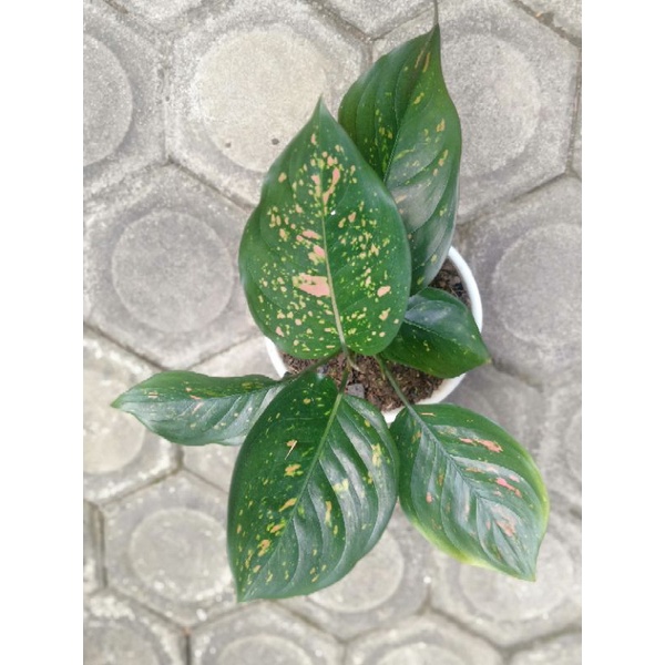 aglaonema ruby ciangmay