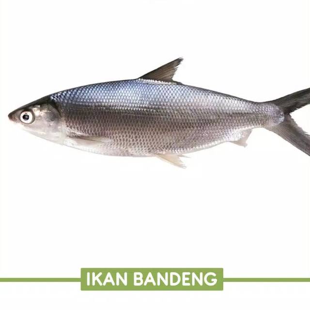 Ikan Bandeng Segar