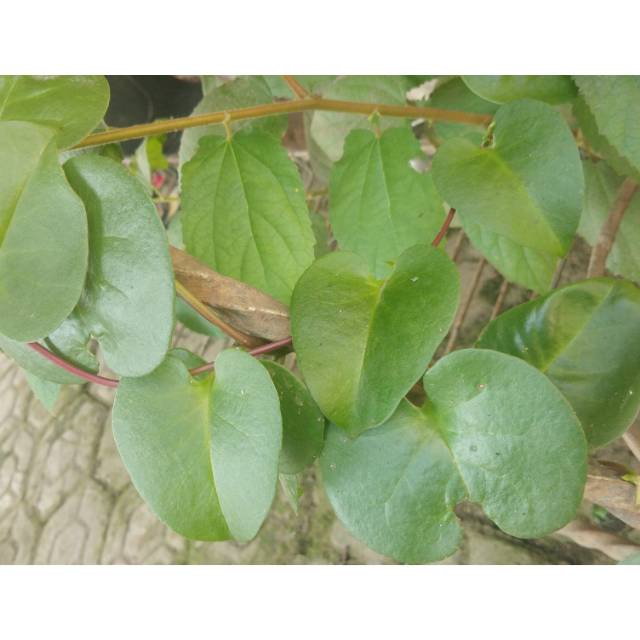 

DAUN BINAHONG