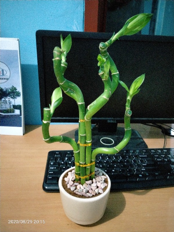 (tl) Bambu Hoki Ulir/lucky Bamboo