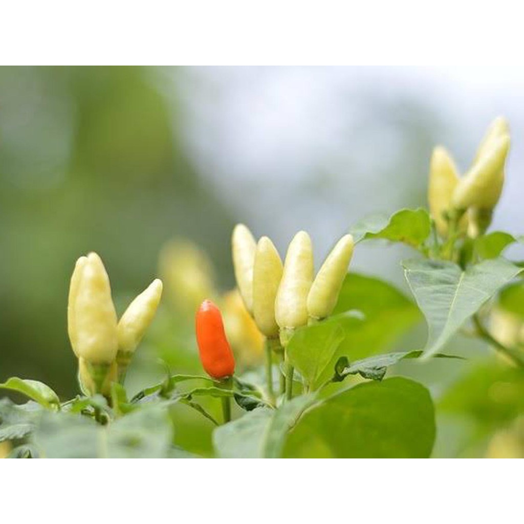 Bibit Benih Biji Cabe Rawit Putih Tegak Eceran Cocok Dataran Rendah /Tinggi - Bibit Cabe Rawit - COD