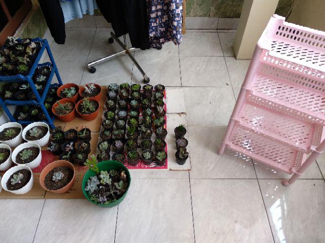 Paket Sekulen 50 Pcs