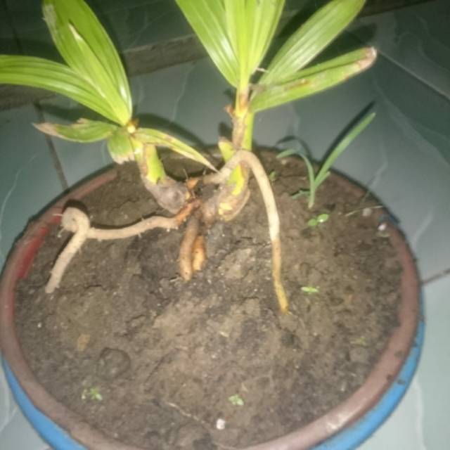 Bibit Kelapa Tunas 2/Barang Langka