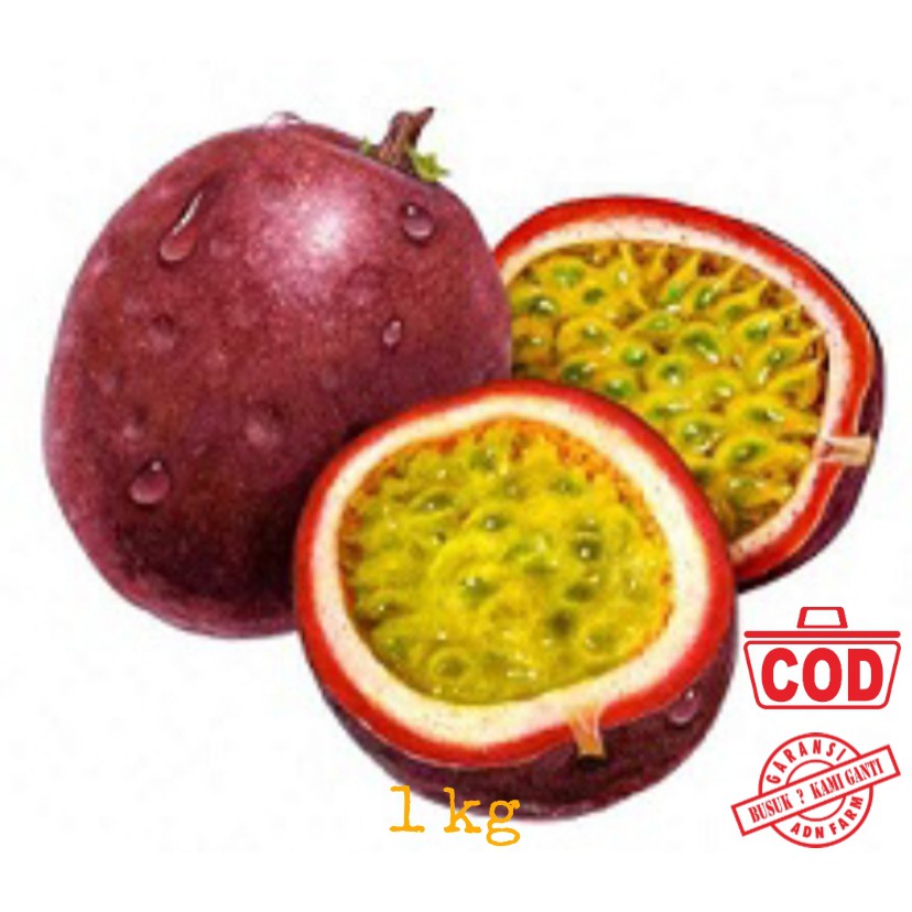 

Buah Markisa Fresh Ungu kg 8-10 pcs/kg