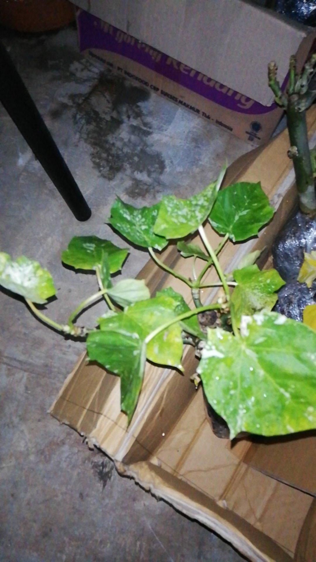 Tanaman Jarak Varigata / Jatropha Curcas Variegata