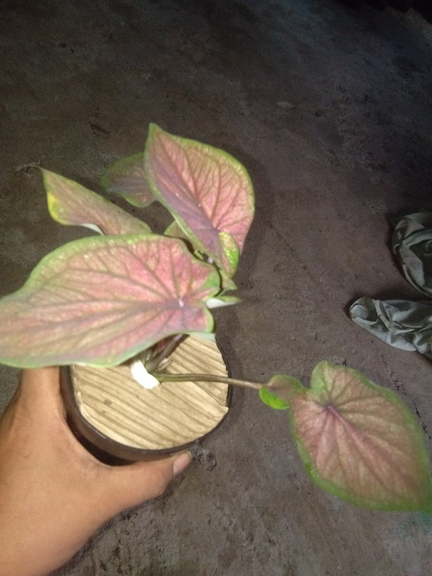 Tanaman Hias Caladium/keladi Red Jaguar Daun Ganda (bisa Cod)