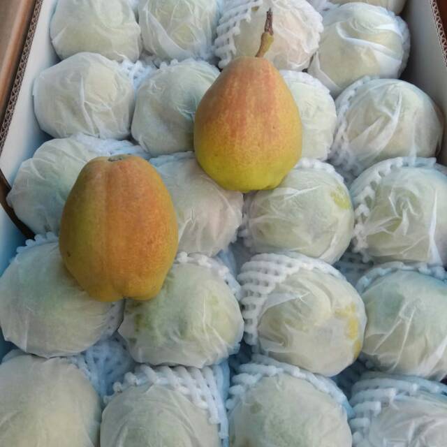 

Buah Pear Xianglie