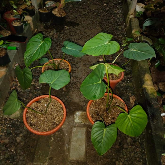 Philodendron mcdowell