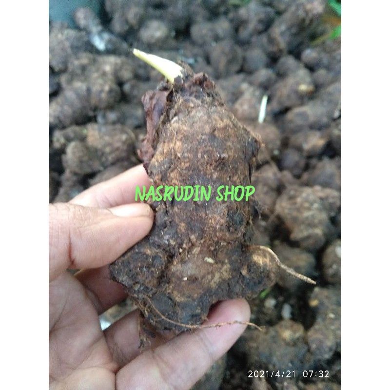 BIBIT TALAS BENENG BIBIT UMBI BENENG KECIL TALAS MENTEGA TALAS KUNING TALAS BANTEN Fresh