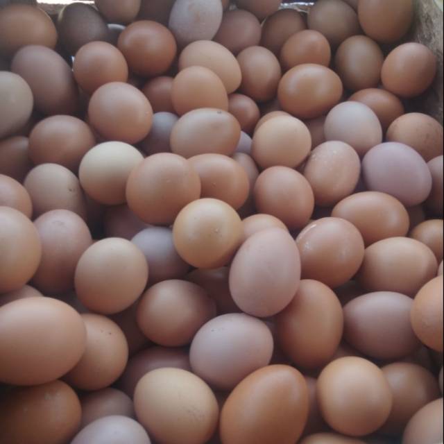 

Telur ayam negri