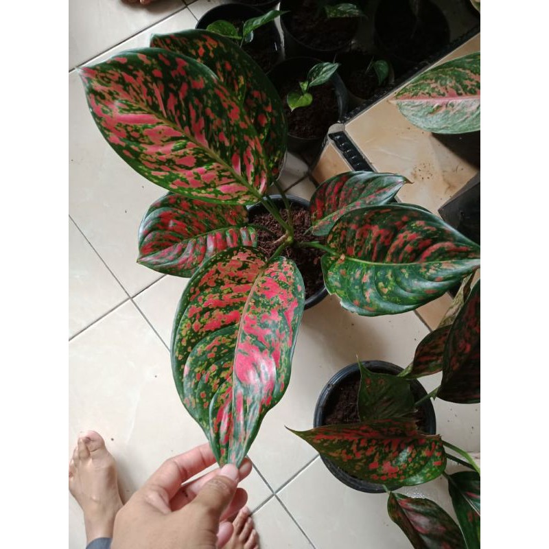 Aglonema rubby venus usia remaja daun rimbun